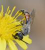 Lasioglossum sp.
